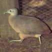 Little Tinamou